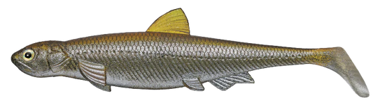 EVERGREEN SWIMBAIT LAST ACE 140