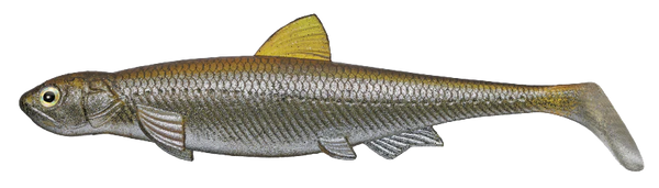EVERGREEN SWIMBAIT LAST ACE 140