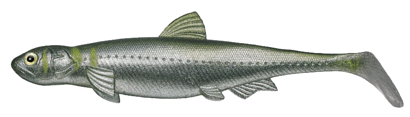 EVERGREEN SWIMBAIT LAST ACE 140
