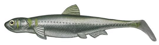 EVERGREEN SWIMBAIT LAST ACE 140